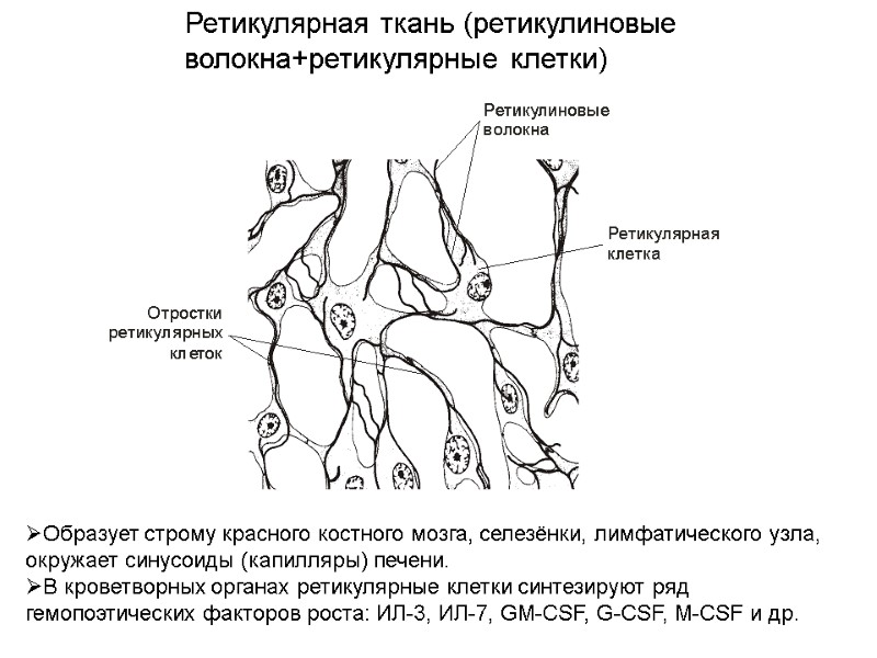 Ретикулярная ткань (ретикулиновые волокна+ретикулярные клетки) Образует строму красного костного мозга, селезёнки, лимфатического узла, 